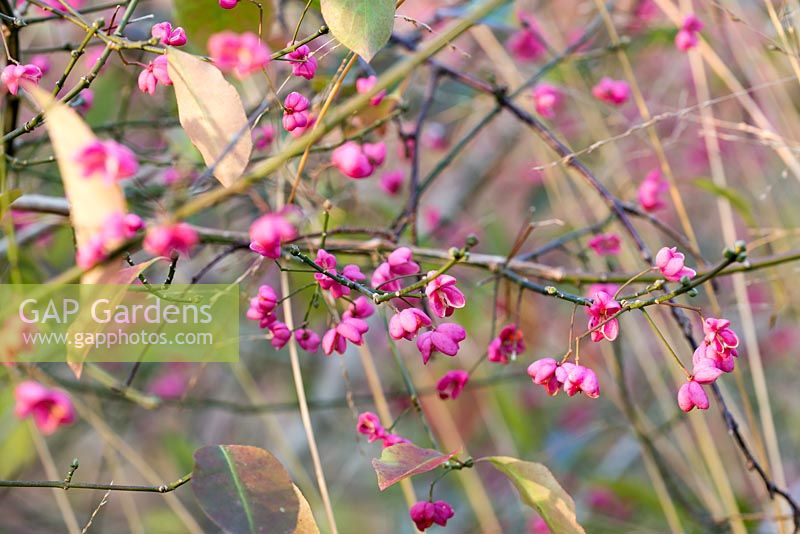 Euonymus 'Verity' - Arbre fuseau