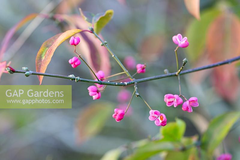 Euonymus 'Verity' - Arbre fuseau