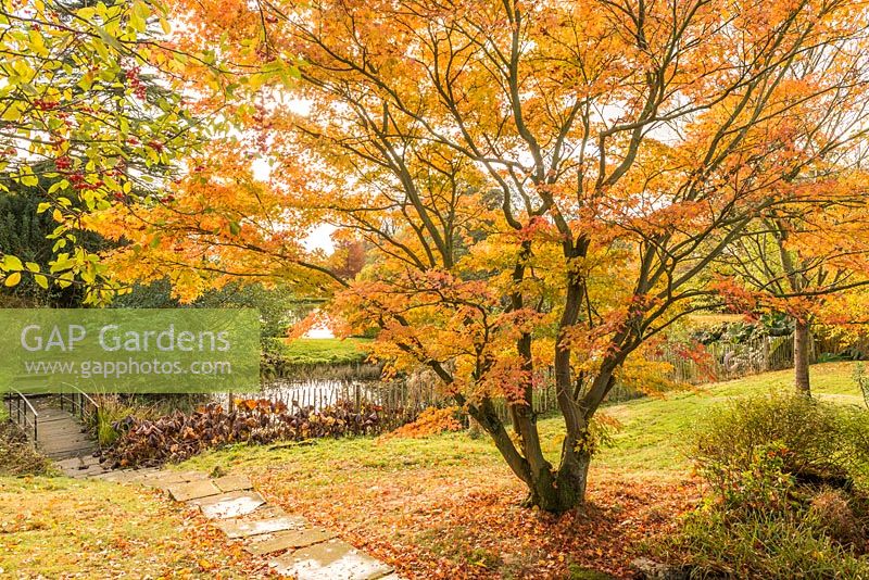 Acer palmatum, marches en pierre et pont sur une partie du lac à Benington Lordship Gardens.
