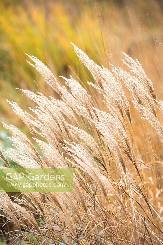 Miscanthus sinensis 'Kleine Silberspinne'