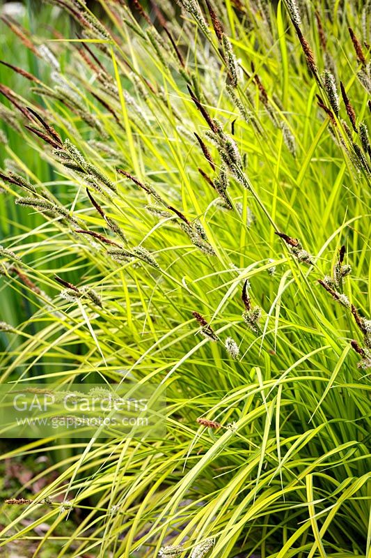 Carex elata 'Aurea' - Bowles carex doré