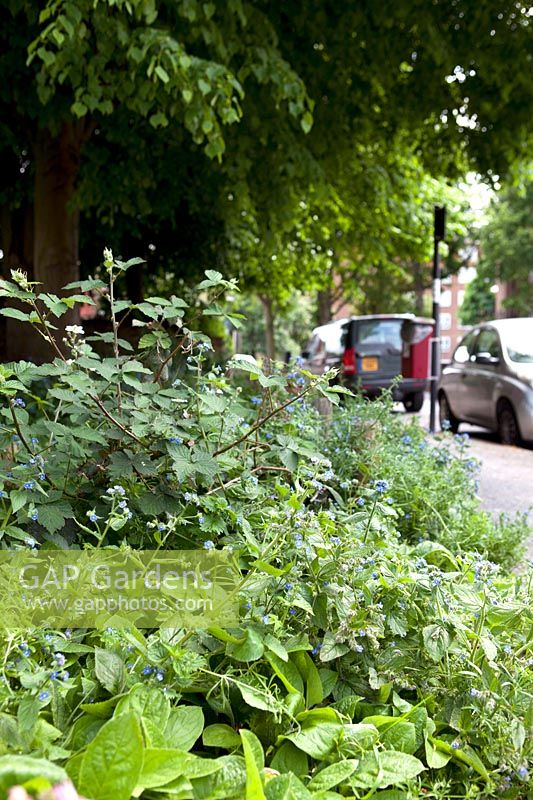 Pentaglottis sempervirens et Rubus fruiticosus poussant sur des friches urbaines