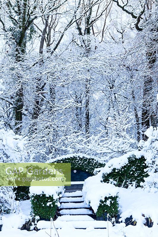 Le jardin sauvage. Haies de boîte - Buxus sempervirens entourant le siège. Vue sur le bois derrière. Jardin dans la neige. Veddw House Garden, Monmouthshire, Pays de Galles, Royaume-Uni. Le jardin a été créé depuis 1987 par l'écrivain Anne Wareham et son mari, le photographe Charles Hawes. Le jardin s'ouvre régulièrement au public pendant les mois d'été.