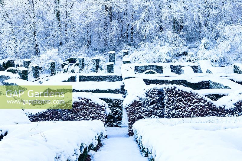 Vue sur les haies basses de Box - Buxus sempervirens et de Hêtre - Fagus sylvatica jusqu'aux haies d'If - Taxus baccata et du bois. Jardin dans la neige. Veddw House Garden, Monmouthshire, Pays de Galles, Royaume-Uni. Le jardin a été créé depuis 1987 par l'écrivain Anne Wareham et son mari, le photographe Charles Hawes. Le jardin s'ouvre régulièrement au public pendant les mois d'été.