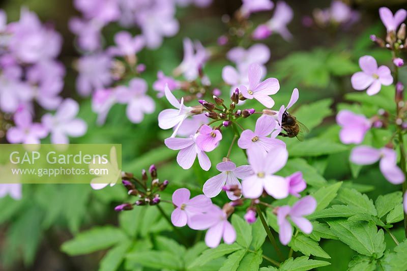 Cardamine quinquefolia, mars