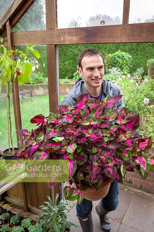 Déplacement des plantes en pot Coleus ou Solenostemon tendres dans une serre pour les stocker pendant les mois d'hiver, octobre