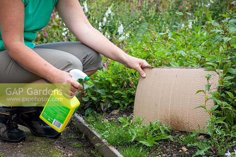 Pulvérisation de liserons dans un parterre de désherbant - en utilisant du carton pour protéger les autres plantes contre la pulvérisation excessive, juin