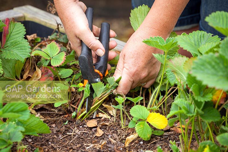 Ranger les plants de fraises après la fructification, couper les vieilles feuilles, juillet