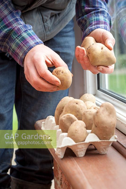 Chitting Potatoes. Placer dans une boîte à œufs sur un rebord de fenêtre intérieur.