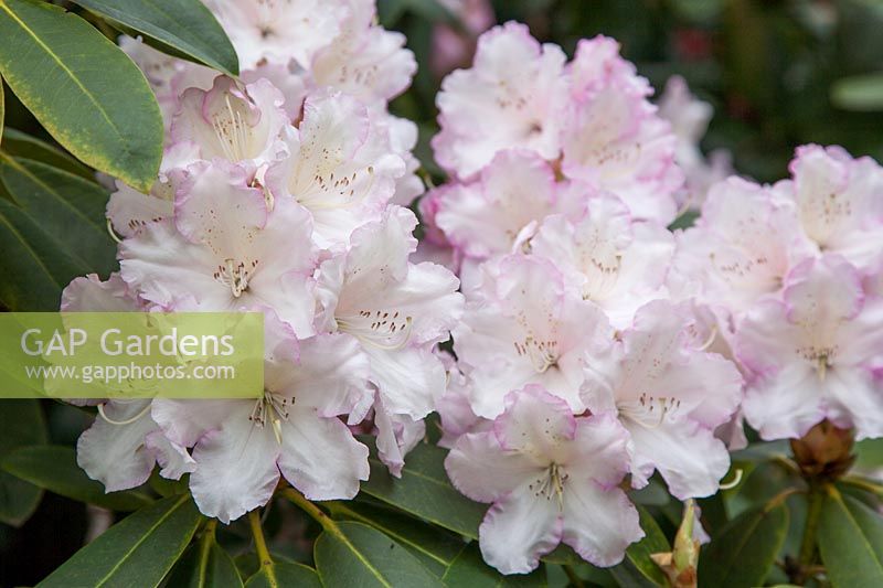 Rhododendron x manglesii, rose pâle inhabituel, l'un des nombreux rhododendrons historiques introduits dans le jardin des Hautes Hêtres au XIXe siècle.