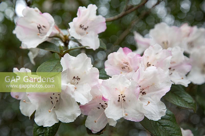 Rhododendron johnstoneanum à floraison précoce et fortement parfumée dans le jardin de High Beeches.