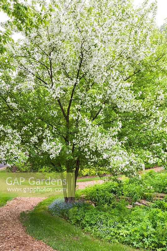 Malus domestica - Pommier commun en fleur sous-planté avec Hosta 'Royal Standard' et chemin de paillis dans le jardin au printemps, Le Jardin de Francois garden, Québec, Canada. Cette image est propriété libérée. CUPR0208