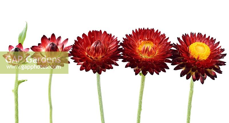 Helichrysum bracteatum 'Nevada Red' Fleur éternelle à différents stades d'ouverture, juin