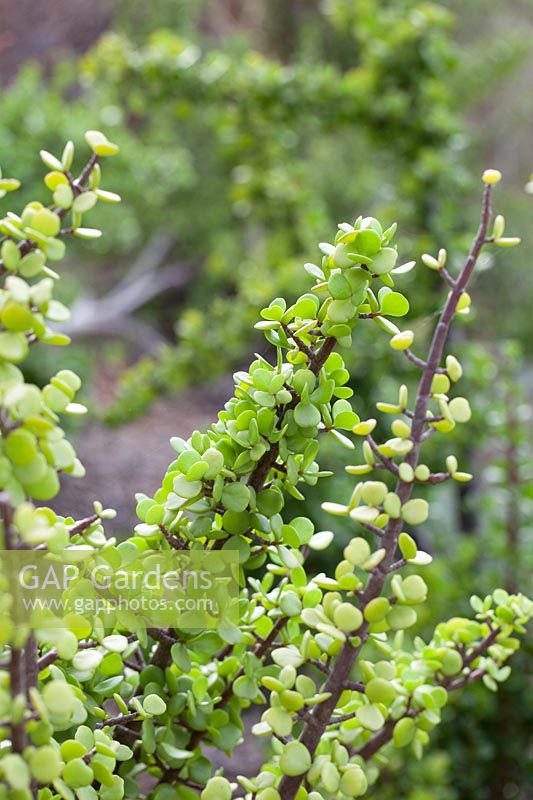 Portulacaria afra - Bush d'éléphants, plante de jade nain, septembre