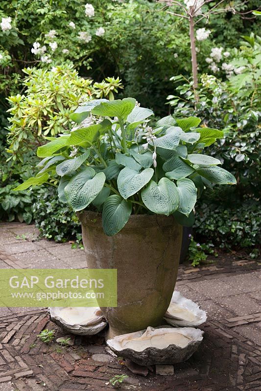 Hosta sieboldiana var. 'Elegans' dans un grand pot en argile dans un jardin avec des coquilles de palourdes géantes autour - Juin