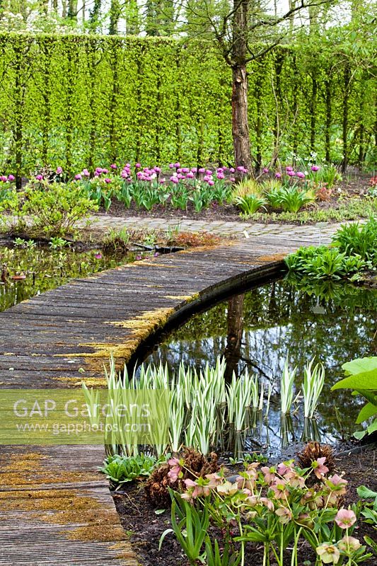 Jardin de printemps avec terrasse en bois traverse l'étang circulaire. La plantation comprend Helleborus x hybridus syn. Helleborus orientalis, Iris variegata et tulipes. Jardin Laura Dingemans