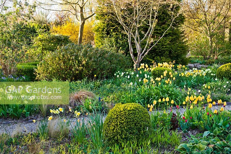 Chemin menant à travers des parterres de printemps de tulipes et de jonquilles. Boîte topiaire. Tulipa 'Spring Green', Tulipa 'Strong Gold', Tulip 'Golden Apeldoorn '.
