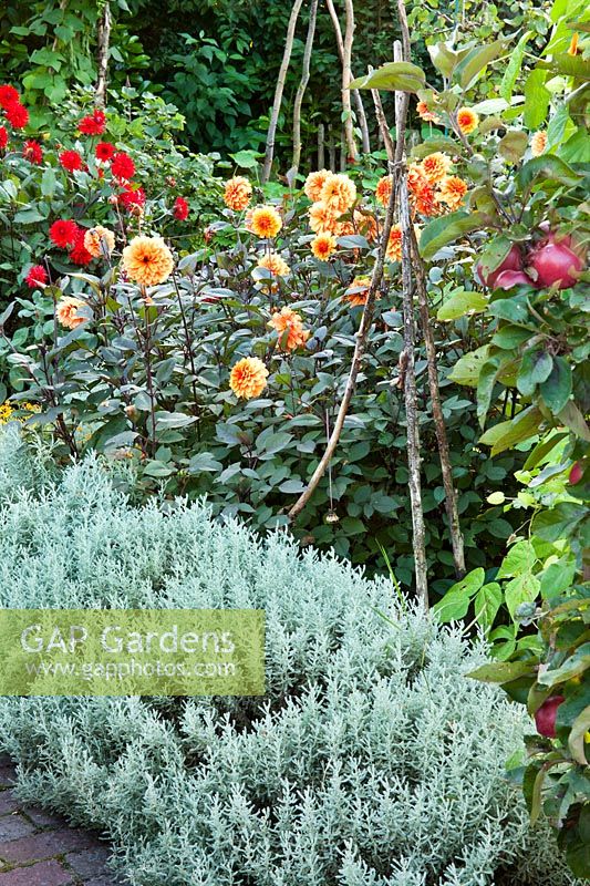 Parterre de Santolina chamaecyparissus - lavande de coton, Santolina chamaecyparissus, un cordon de pomme et Dahlia 'Garden Miracle '.