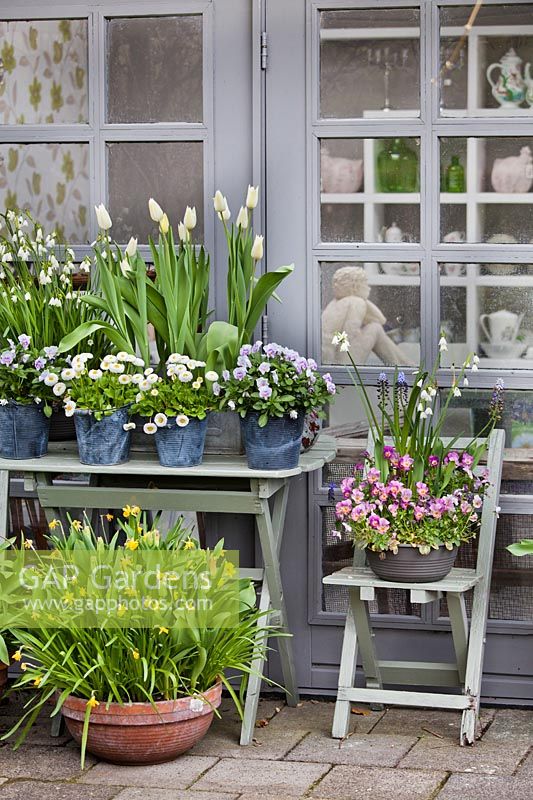 Exposition florale printanière de tulipes, altos, flocons de neige et marguerites, avril.