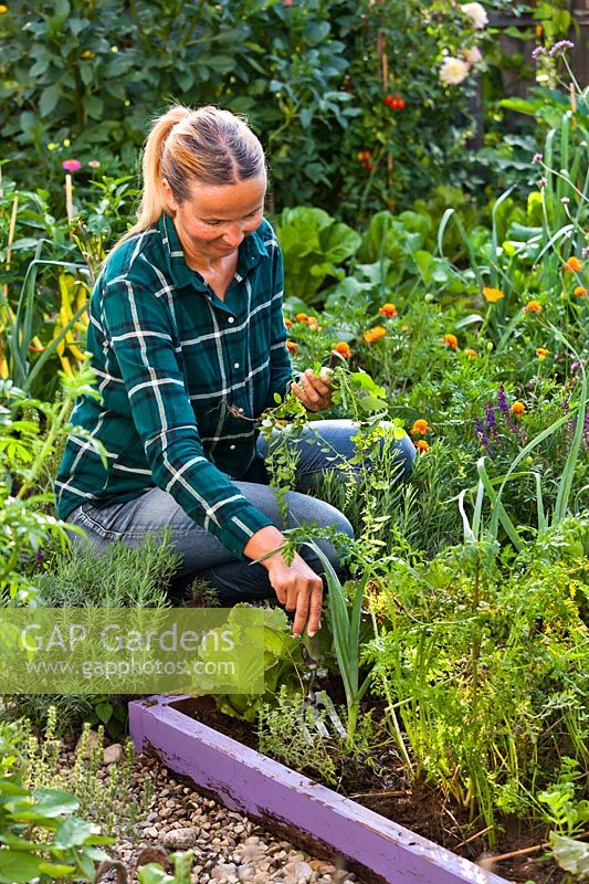 Femme déterrant les mauvaises herbes de la frontière des légumes, août