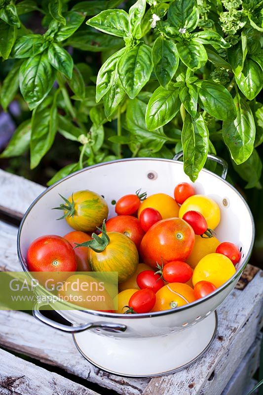 Variétés mixtes de tomates et basilic, août