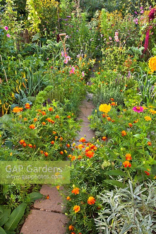 Bordures végétales des annuelles et des vivaces dans le potager pour attirer les insectes utiles. La plantation comprend Tagetes patula - soucis français, Dahlia, Lavandula angustifolia, Verbena bonariensis, Zinnia, Agastache rugosa et Rudbeckia triloba