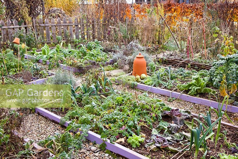 Bordures végétales de légumes et d'herbes dans le potager d'automne.