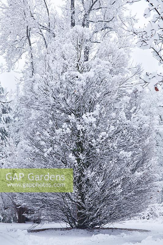 Carpinus betulus 'Columnaris' en hiver