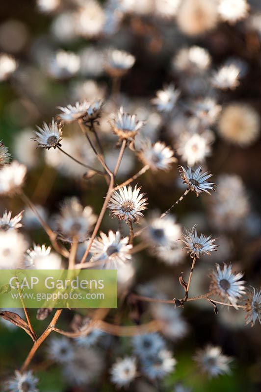 Seedheads of Aster macrophyllus 'Twilight ': novembre, automne.