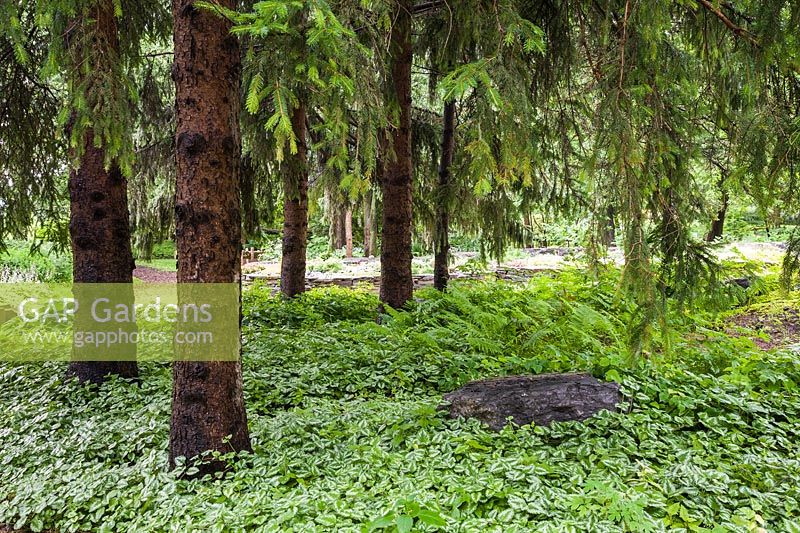 Picea abies - arbres sous-plantés de Lamium - Deadnettle, Pteridophyta - Fern plants. Jardin public du Centre de la Nature, Saint-Vincent-de-Paul, Laval, Québec, Canada