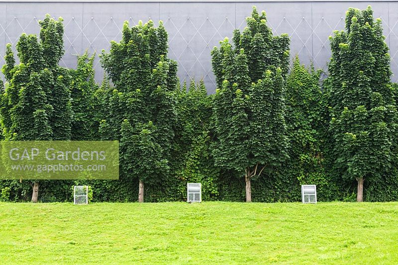 Acer platanoides 'Columnare' - Érables de Norvège et Vitis grimpant - Vignes poussant sur le côté d'un extérieur de bâtiment urbain moderne gris en été, Vieux Terrebonne, Lanaudière, Québec, Canada