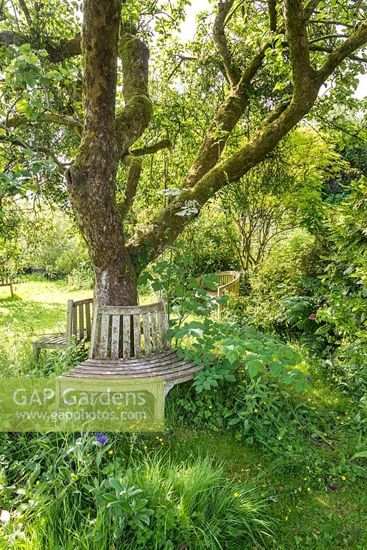 Siège d'arbre en bois sous une vieille pomme dans un jardin sauvage. juin