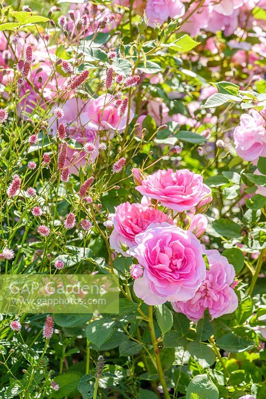 Rosa 'Cariad' et Sanguisorba officinalis 'Pink Tanna '. Juin