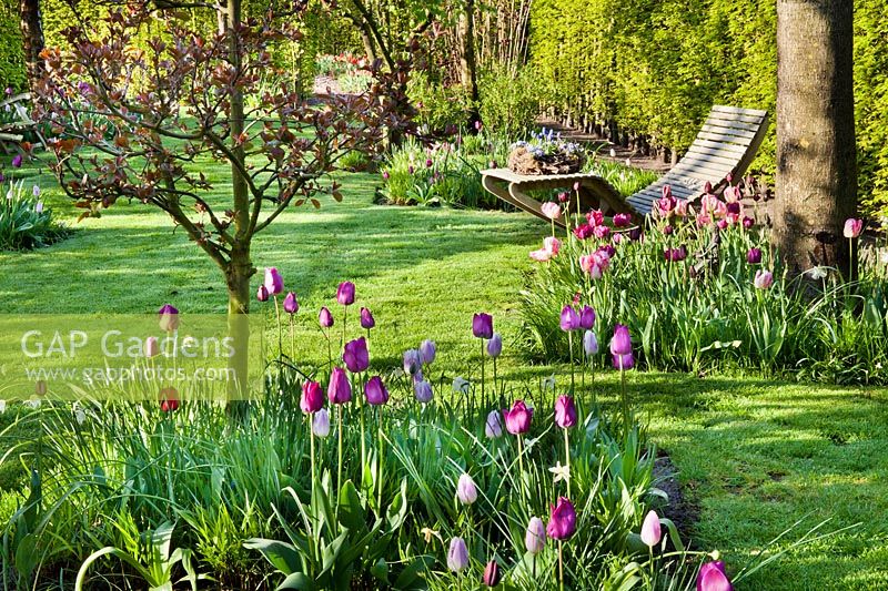 Jardin au printemps avec parterres de tulipes et transat. Tulipe 'Don Quichotte' et Tulipe 'Maîtresse', avril.