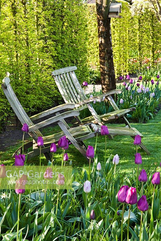 Jardin au printemps avec parterres de tulipes et transats. Tulipe 'Don Quichotte' et Tulipe 'Maîtresse', avril.