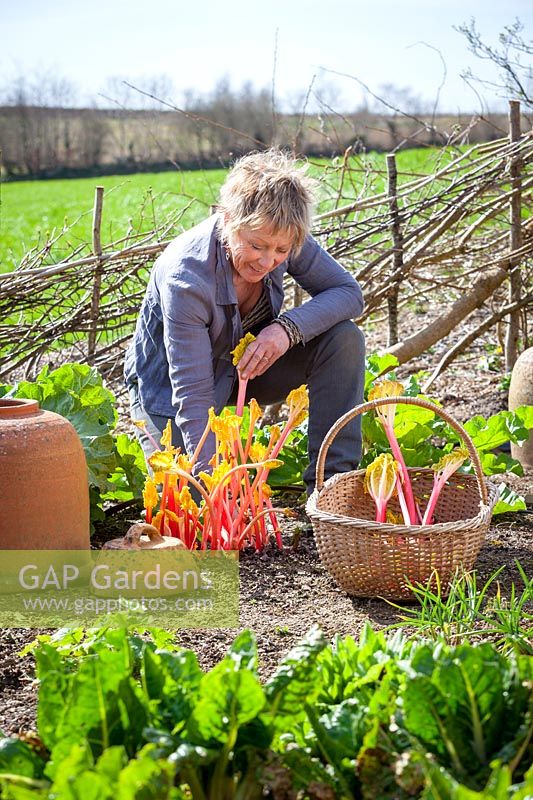 Carol Klein récolte la rhubarbe dans un panier au printemps