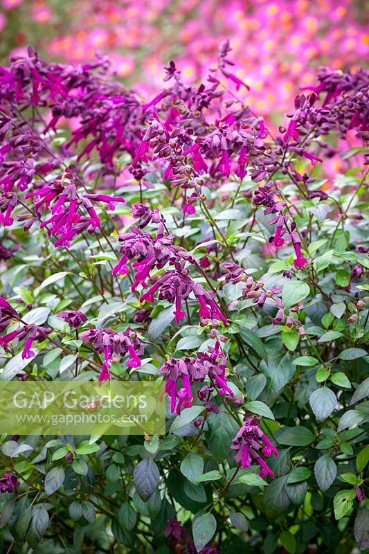 Salvia 'Love and Wishes' - 'Serendip6'