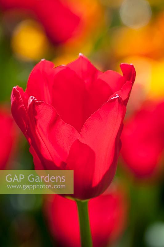 Tulipa 'Red Proud', mai.