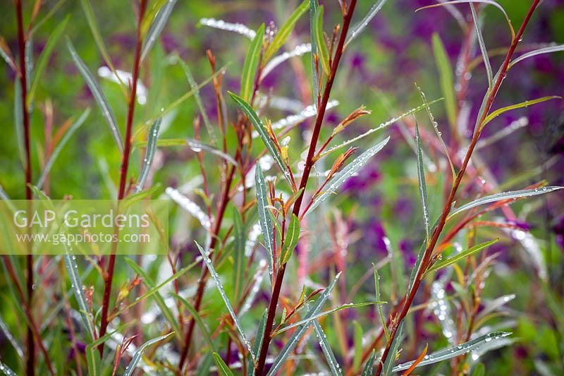Salix purpurea 'Nancy Saunders' - Willow, juin.
