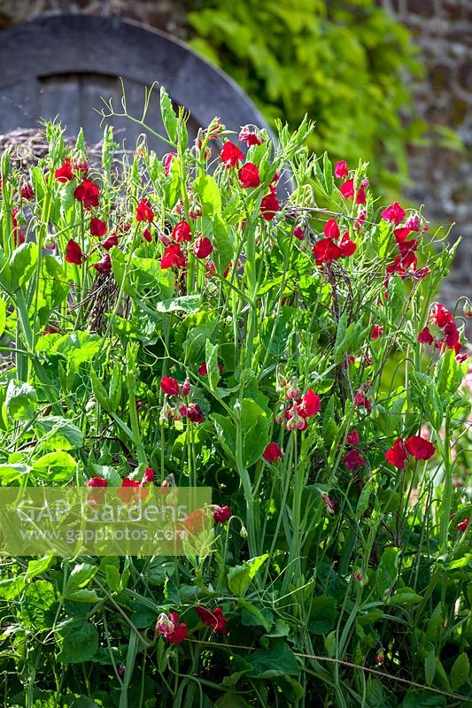 Lathyrus odoratus 'Bouquet Crimson' - Petits pois qui poussent dans des parterres d'essais à Parham House, juillet.