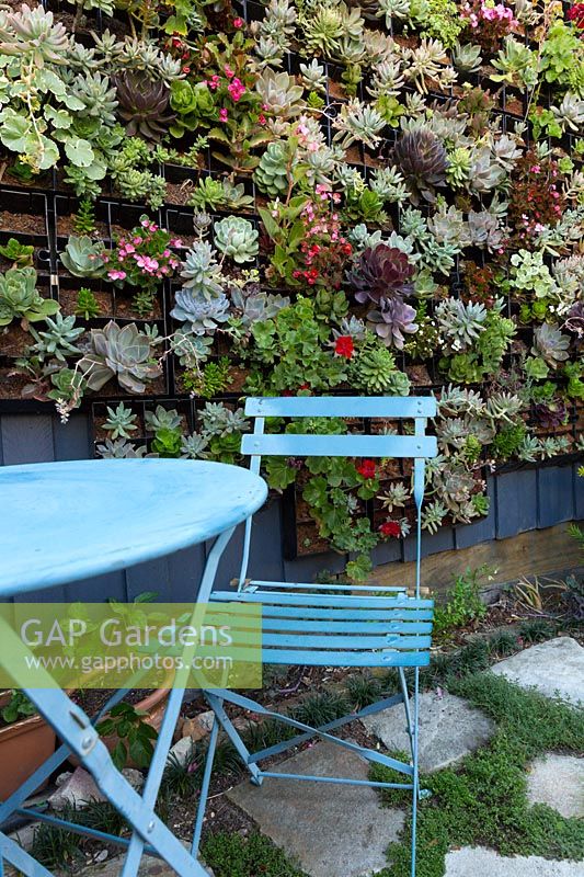 Détail de succulentes murailles vertes remplies poussant dans le jardin de la cour intérieure de la ville