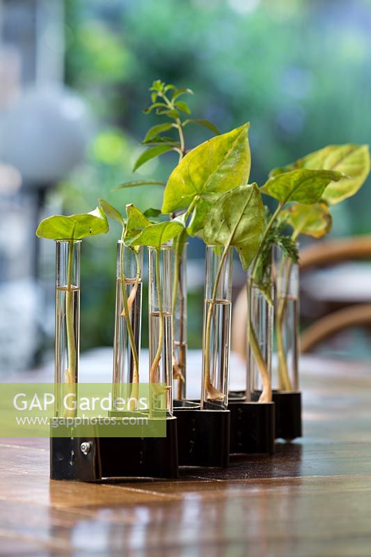 Syngonium podophyllum, Arrowhead plant, dans un vase en verre et cuir sur table