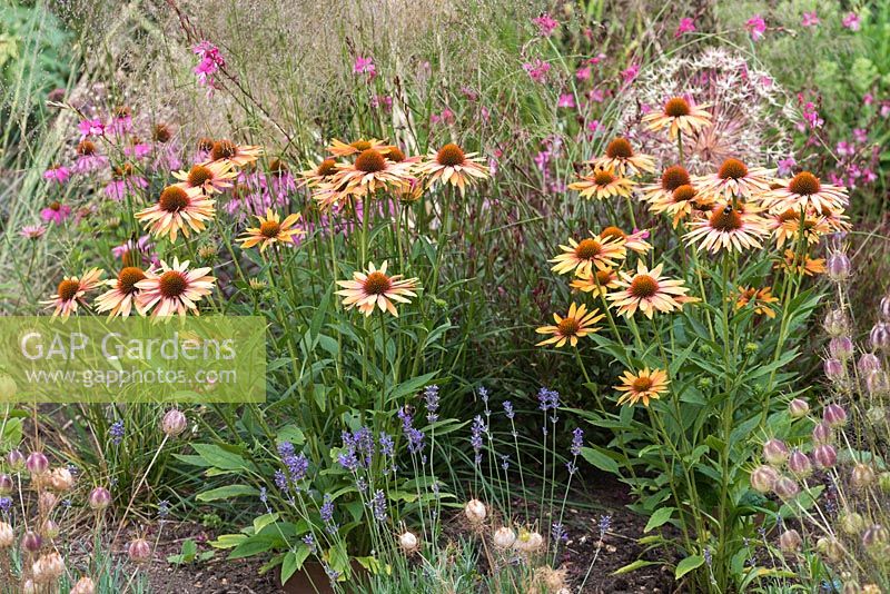 Echinacea 'Sunseekers Series Orange', un coneflower compact portant de nombreuses fleurs orange rosé à partir de juillet. Aimé par les abeilles.