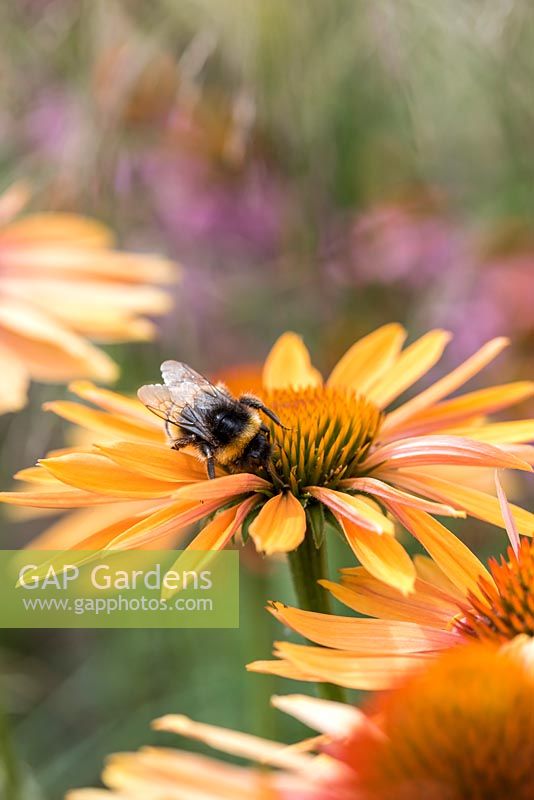 Échinacée 'Sunseekers Orange', un coneflower compact portant de nombreuses fleurs orange rosé à partir de juillet. Aimé par les abeilles.
