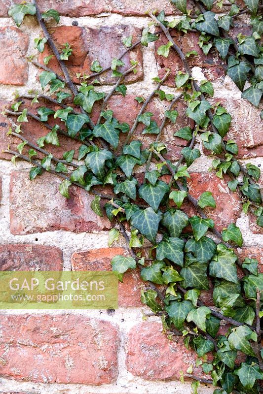 Hedera hibernica 'Dunloe Gap' - Irish Ivy, novembre.