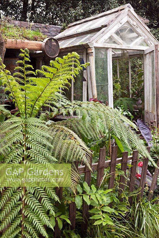 Ancienne serre, clôture en bois et plantes inhabituelles, y compris Dicksonia antarctica - fougère arborescente de Tasmanie, Plant Explorer's Garden, RHS Chelsea 2012, mai.