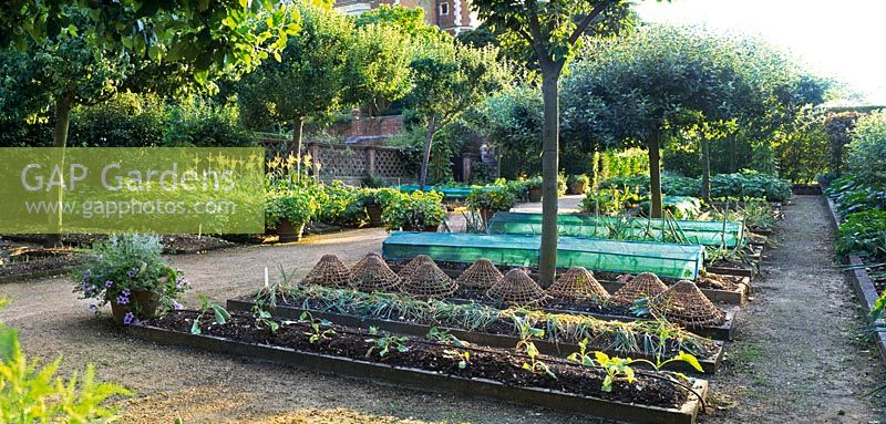 Jardin potager de Hatfield House montrant des bordures de légumes surélevées avec des paniers de protection en osier.