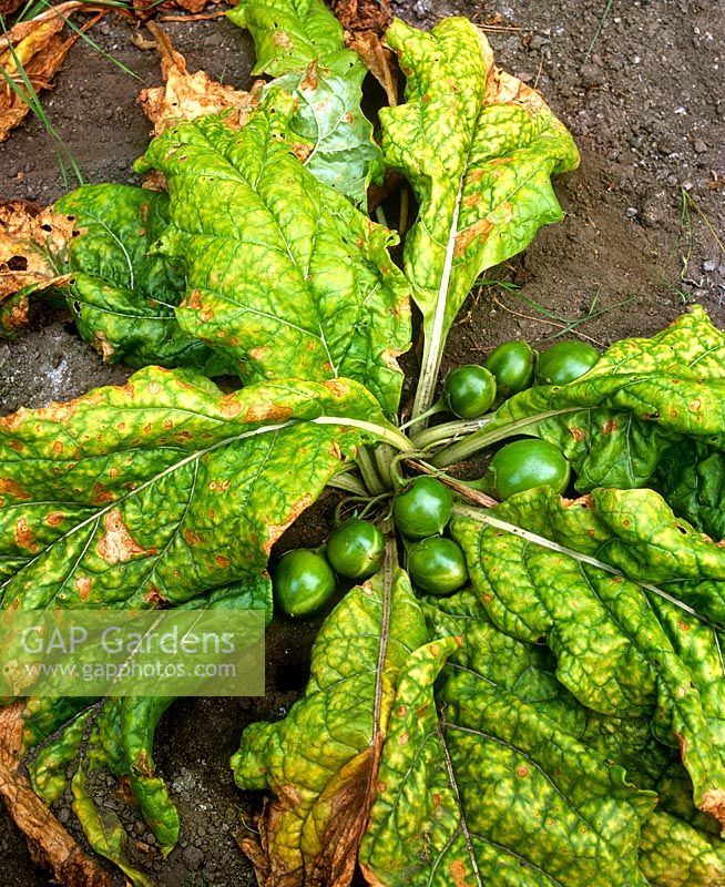 Mandragora officinarum - Mandragore récoltée avec des fruits