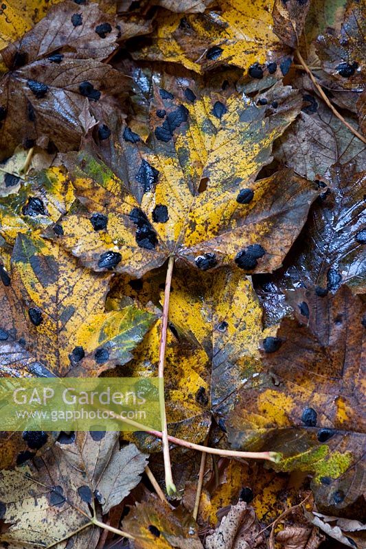Acer pseudoplatanus - Feuilles de sycomore tombées avec champignon Rhytisma acerinum - Tache de goudron, tache noire, novembre.