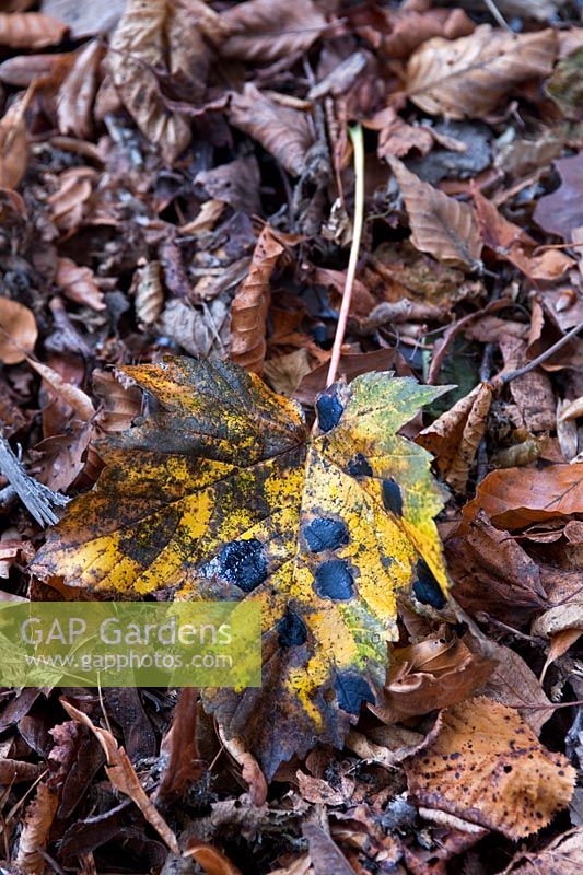 Acer pseudoplatanus - Sycamore feuille tombée avec champignon Rhytisma acerinum - Ttar spot, black spot, novembre.